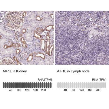Anti-AIF1L antibody produced in rabbit