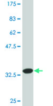 Monoclonal Anti-TNFSF8 antibody produced in