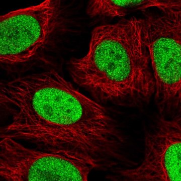 Anti-NAT9 antibody produced in rabbit