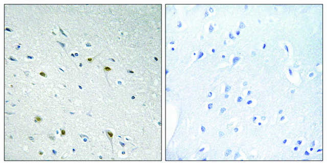 Anti-CDC25C antibody produced in rabbit