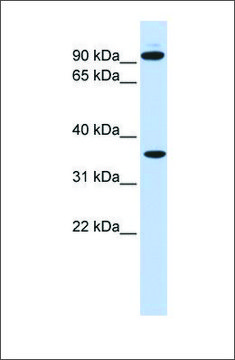 Anti-EXT2 antibody produced in rabbit