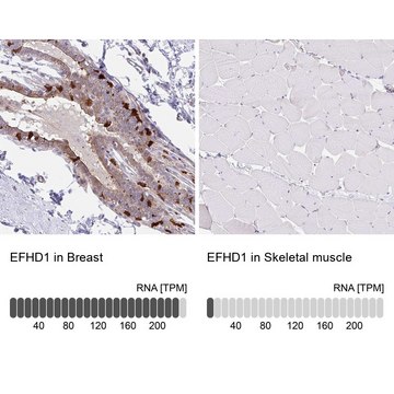 Anti-EFHD1 antibody produced in rabbit