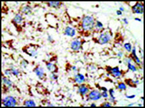 Anti-UBA2 (C-term E616) antibody produced