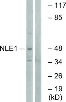 Anti-NLE1 antibody produced in rabbit