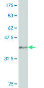 ANTI-SMAD4 antibody produced in mouse