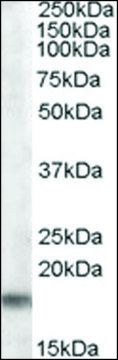 Anti-Tspo (C-terminal) antibody produced in