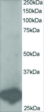 Anti-BCAP31/BAP31 antibody produced in goat