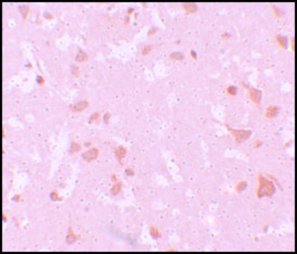 Anti-NALP7 antibody produced in rabbit
