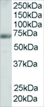 Anti-FBP17/FNBP1 antibody produced in goat
