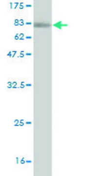 ANTI-PAX8 antibody produced in mouse