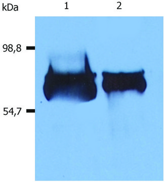 Monoclonal Anti-Albumin antibody produced in