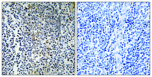 Anti-RPL23 antibody produced in rabbit