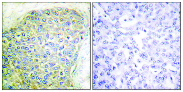 Anti-HSL antibody produced in rabbit