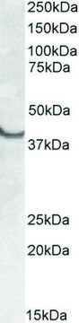 Anti-SSBP2 (N-terminal) antibody produced in