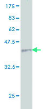 Monoclonal Anti-PLG antibody produced in