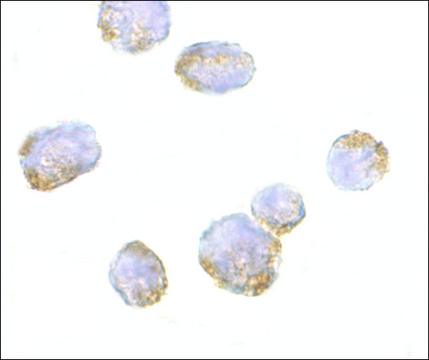 Anti-VPS53 antibody produced in rabbit