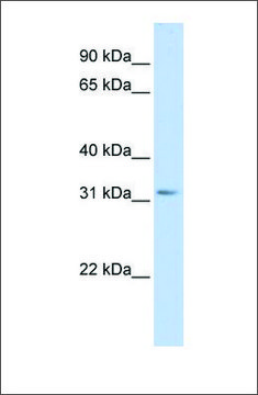 Anti-SCGN (ab1) antibody produced in