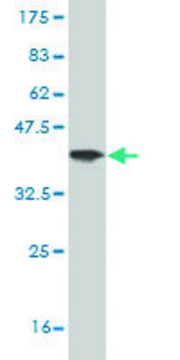 Monoclonal Anti-GATAD2B antibody produced in