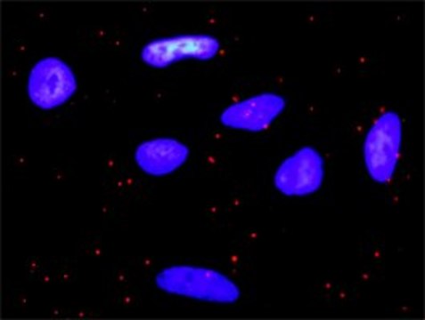 Anti-PDGFA antibody produced in rabbit