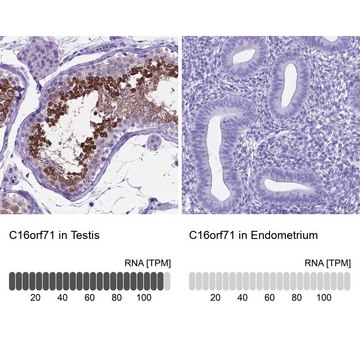 Anti-C16orf71 antibody produced in rabbit