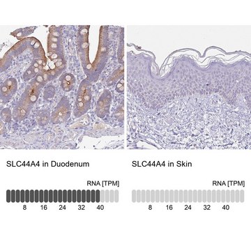 Anti-SLC44A4 antibody produced in rabbit