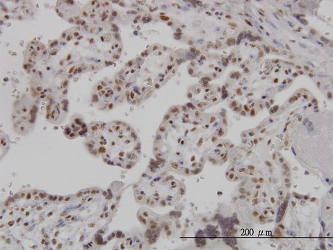 Monoclonal Anti-ARL6IP4 antibody produced in