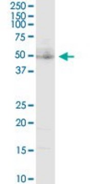 Anti-LAG3 antibody produced in rabbit