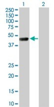 Monoclonal Anti-TSSK1 antibody produced in