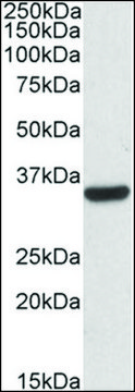 Anti-CNN2 antibody produced in goat