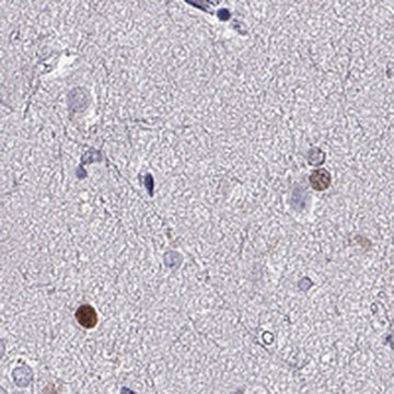 Anti-SOX21 antibody produced in rabbit