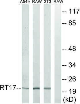 Anti-MRPS17 antibody produced in rabbit