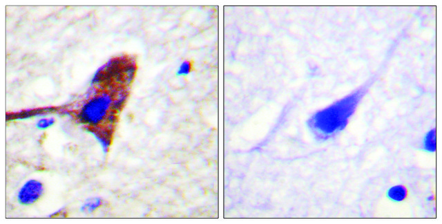 Anti-MTOR antibody produced in rabbit