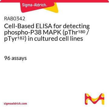 Cell-Based ELISA for detecting phospho-P38