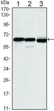 Monoclonal Anti-ESR1 antibody produced in
