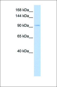 Anti-SALL3 antibody produced in rabbit