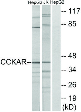 Anti-CCKAR antibody produced in rabbit