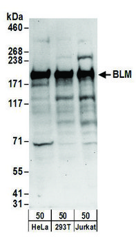 Rabbit anti-BLM Antibody, Affinity Purified