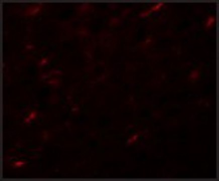 Anti-APC7 antibody produced in rabbit