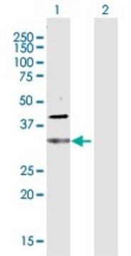 Anti-CDC34 antibody produced in rabbit