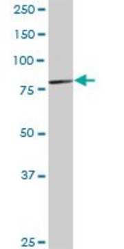 Anti-LRRFIP1 antibody produced in rabbit