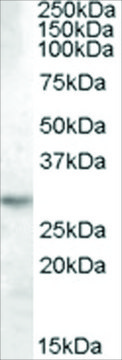 Anti-14-3-3 TAU/YWHAQ antibody produced in