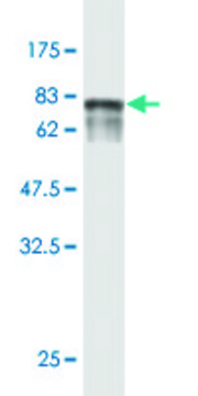 Monoclonal Anti-ENPP5 antibody produced in