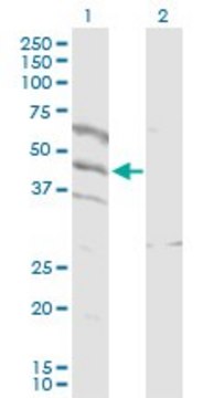 Anti-SPATA5L1 antibody produced in rabbit