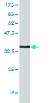 Monoclonal Anti-ZNF167 antibody produced in
