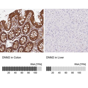 Anti-DNM2 antibody produced in rabbit