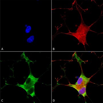 Monoclonal Anti-Clcn3 antibody produced in