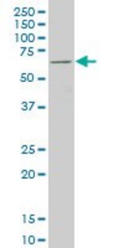 ANTI-FOXC2 antibody produced in mouse