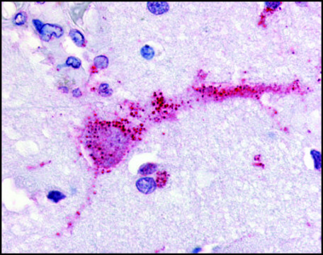 Anti-GPR3 (AB1) antibody produced in