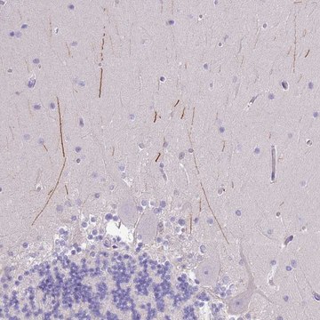 Anti-IGFL4 antibody produced in rabbit