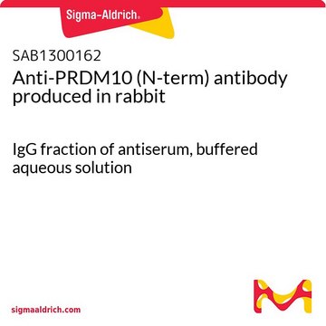 Anti-PRDM10 (N-term) antibody produced in